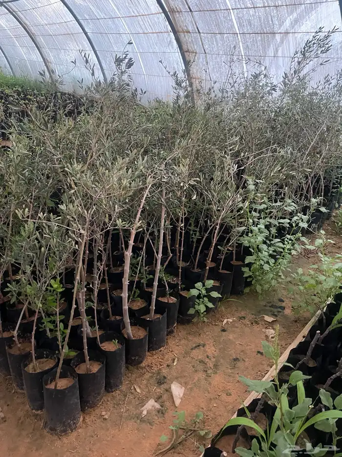 اشجار زيتون ونجيل طبيعي واشجار فواكه وزينه 11