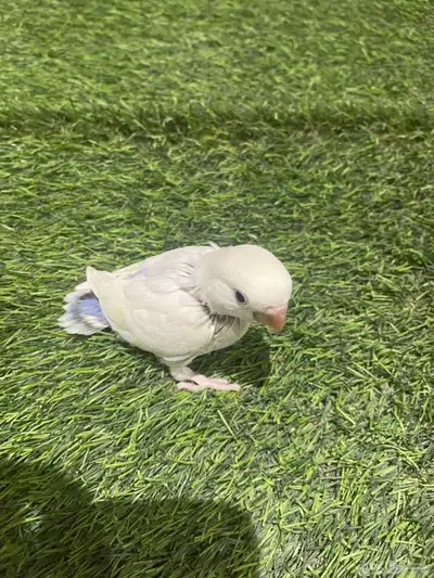 فروخ روز 12