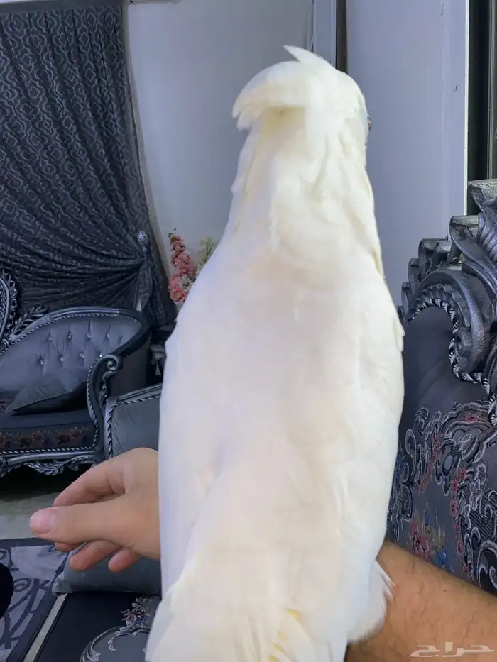 ببغاء كوكاتو امبريلا للبيع تم البيع 11