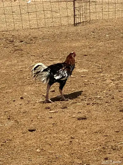 ديك سندي فوليا 0