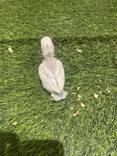 فروخ روز 10