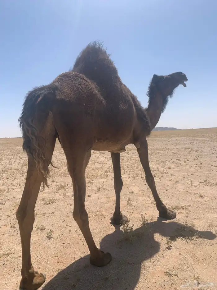 معشر للبيع 0
