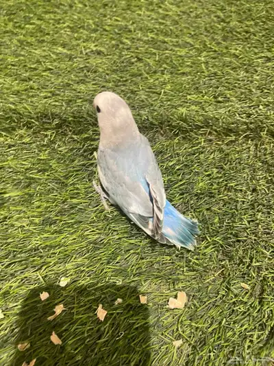 فروخ روز 8