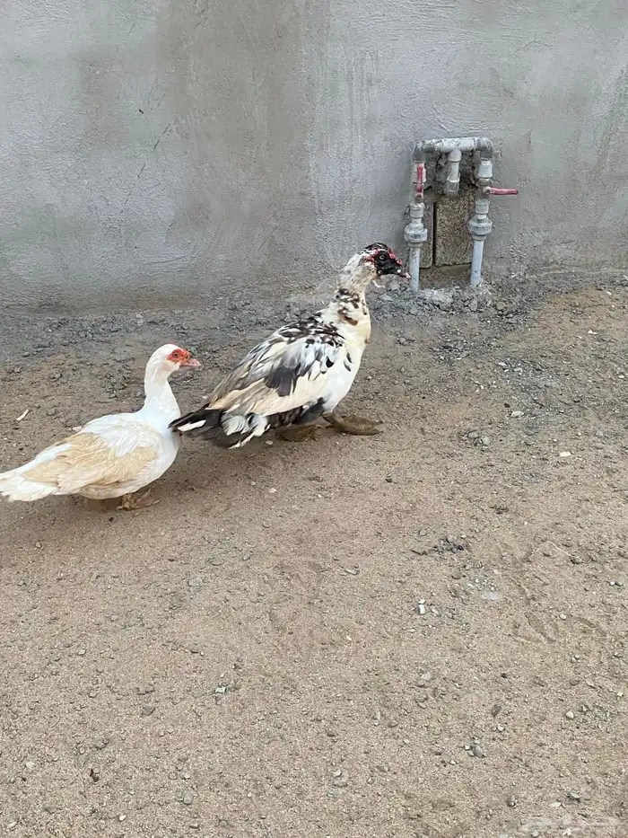 زوج بط للبيع 3