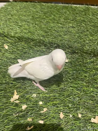 فروخ روز 3