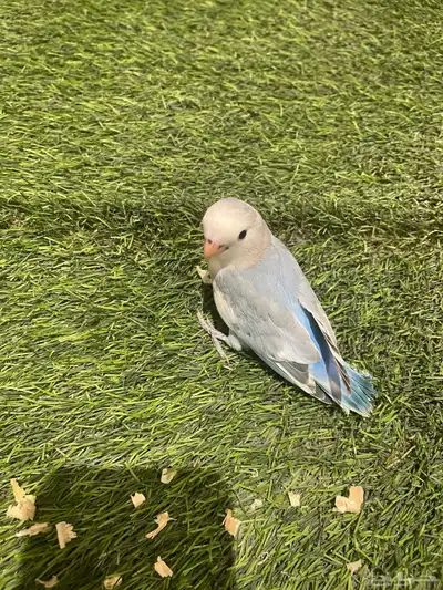 فروخ روز 4