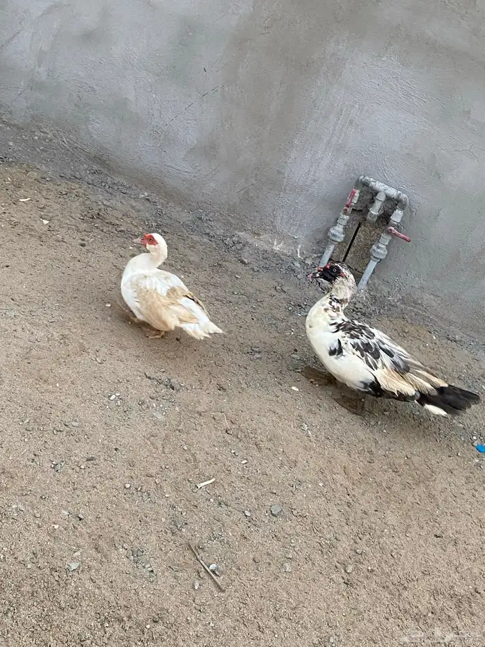 زوج بط للبيع 4