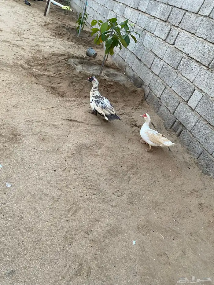 زوج بط للبيع 7