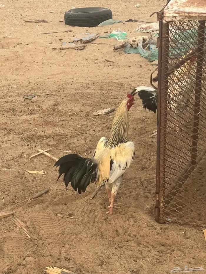 للبيع ديوك باكستاني ومهجن( تم البيع) 11