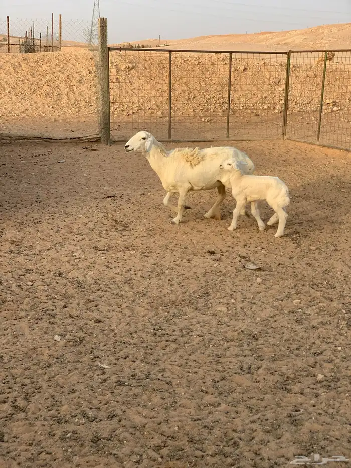تم البيع 3