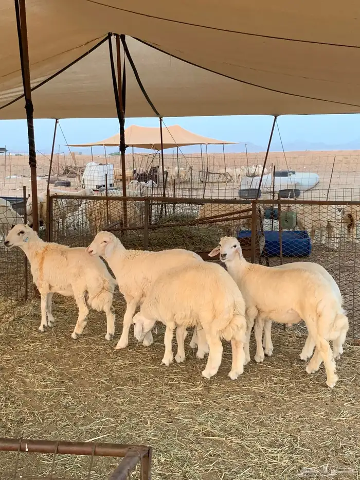 ذبايح زواج ذبائح مناسبات ثلاجه يوجد صلخ وتوصيل شي يبيض وجهك 1