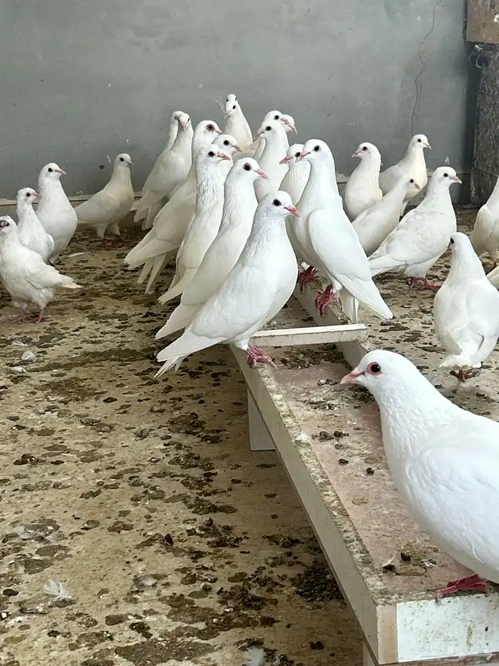 حمام فرنسي جامبو 1