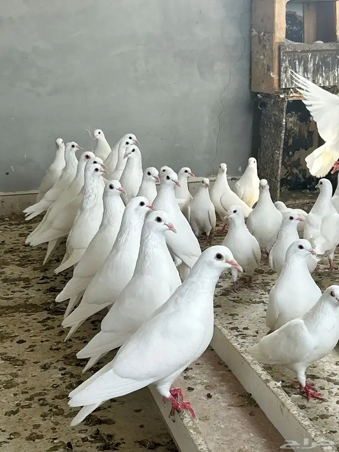 حمام فرنسي جامبو 2