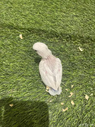 فروخ روز 11