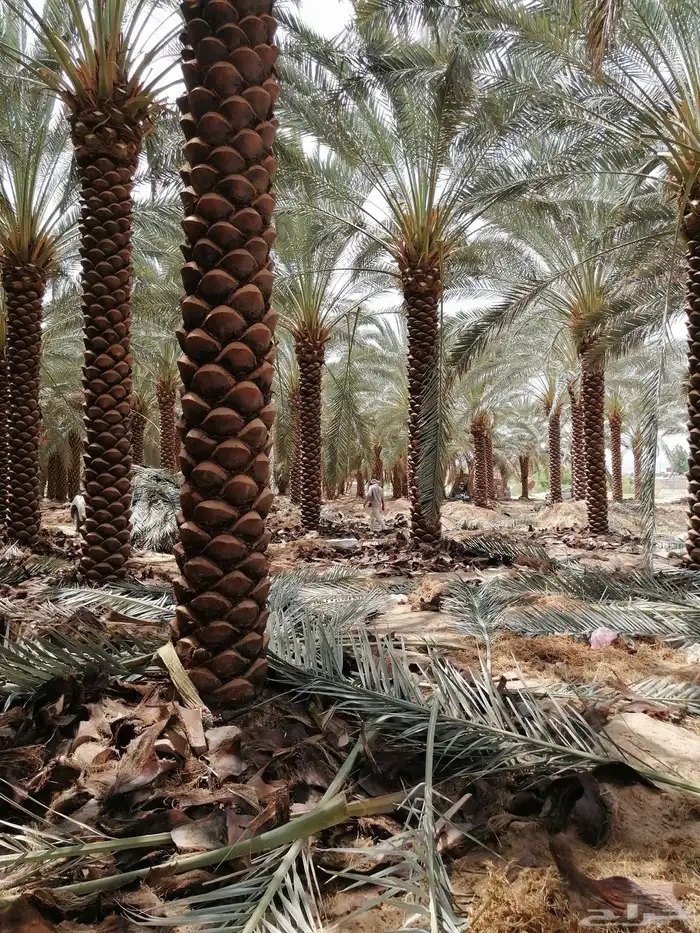 نخل واشنطونيا 2