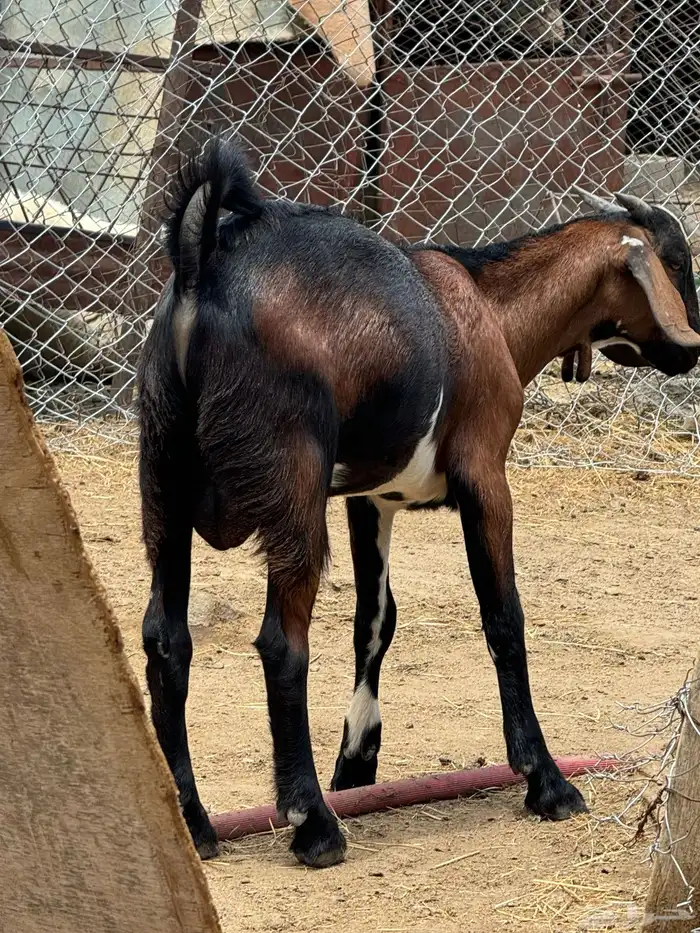 تيس مشروع كفو عمره 3 شهور عظمه كبير وجبر وشعرته كفو 4