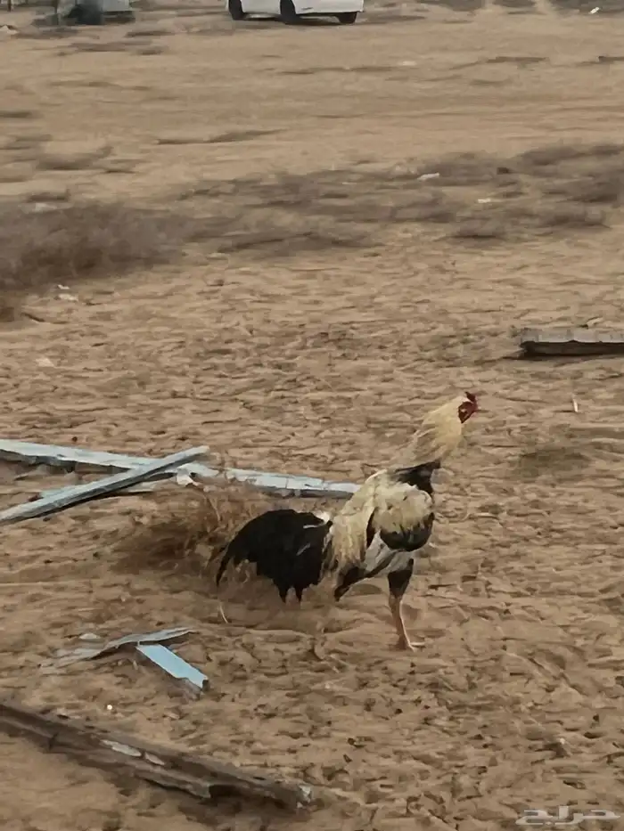 للبيع ديوك باكستاني ومهجن( تم البيع) 10