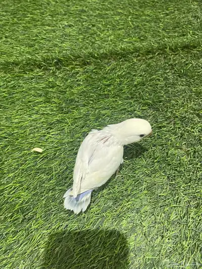 فروخ روز 13