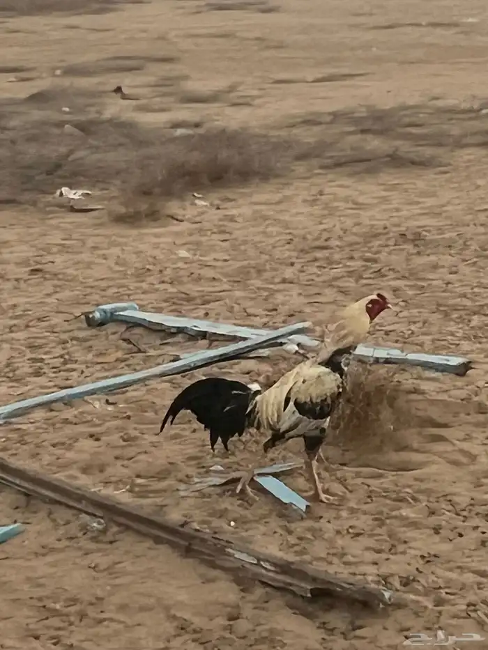 للبيع ديوك باكستاني ومهجن( تم البيع) 9