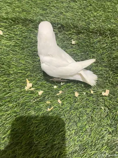 فروخ روز 1