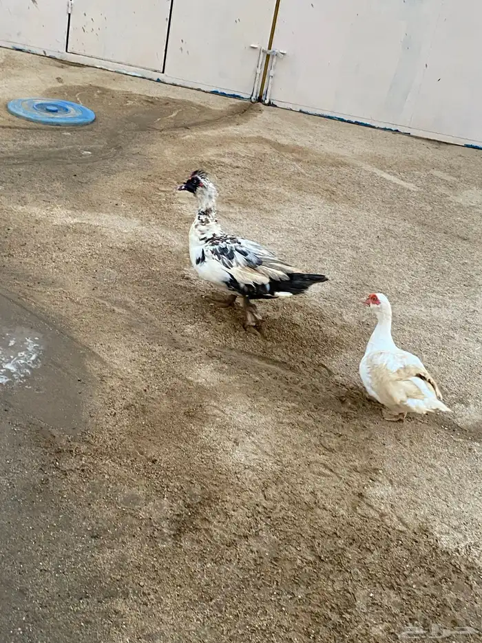 زوج بط للبيع 2