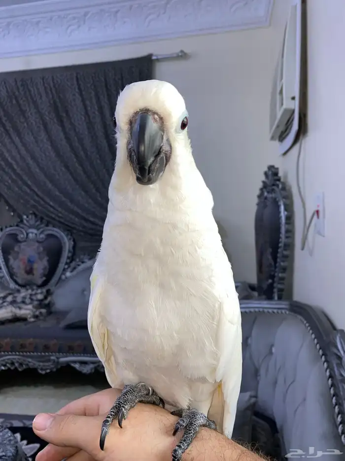 ببغاء كوكاتو امبريلا للبيع تم البيع 5