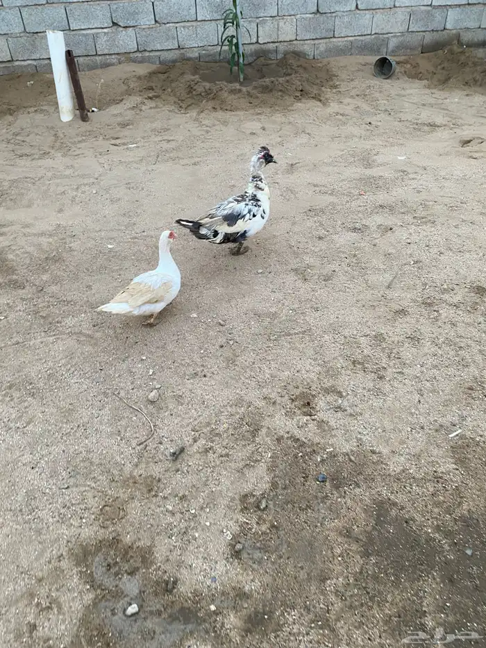 زوج بط للبيع 10