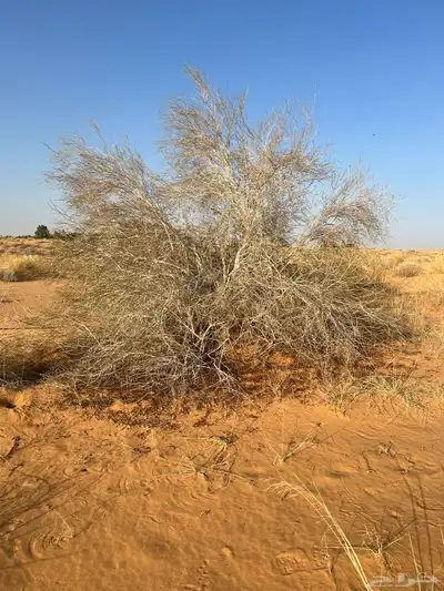 بذور ارطى موسم 1446-2025 3