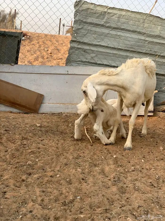 تم البيع 4