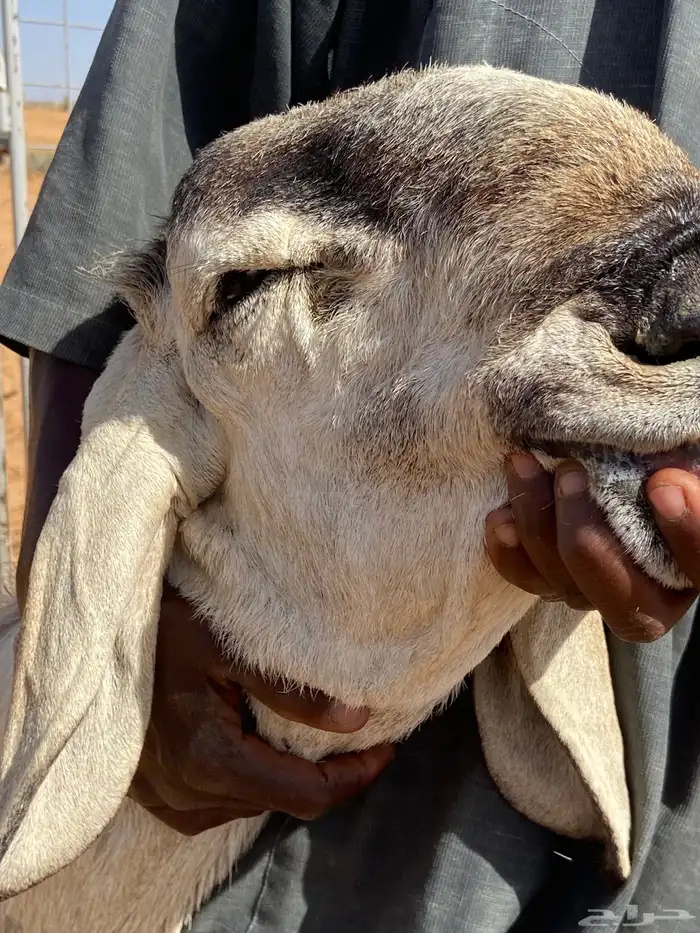خروف فحل ساكني صنف الصنف 0