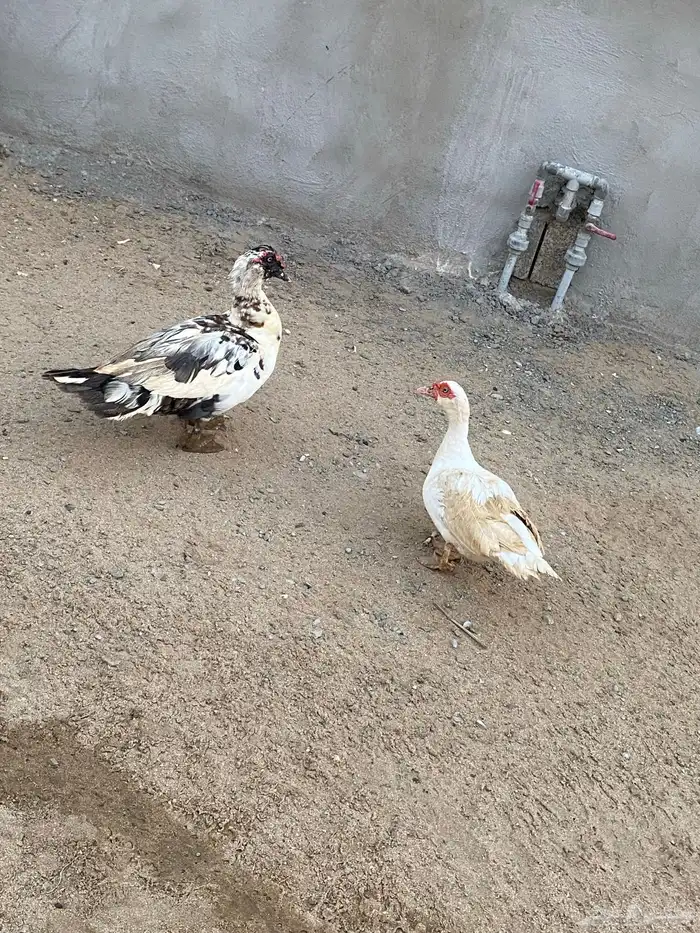 زوج بط للبيع 0