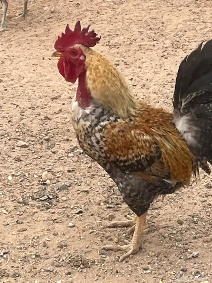 للبيع 2