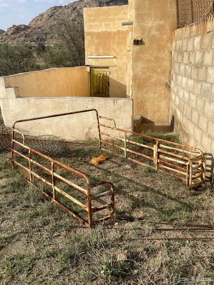 شبك شاص 0