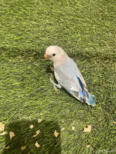 فروخ روز 9