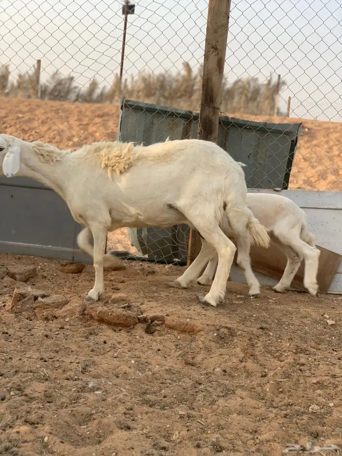 تم البيع 5