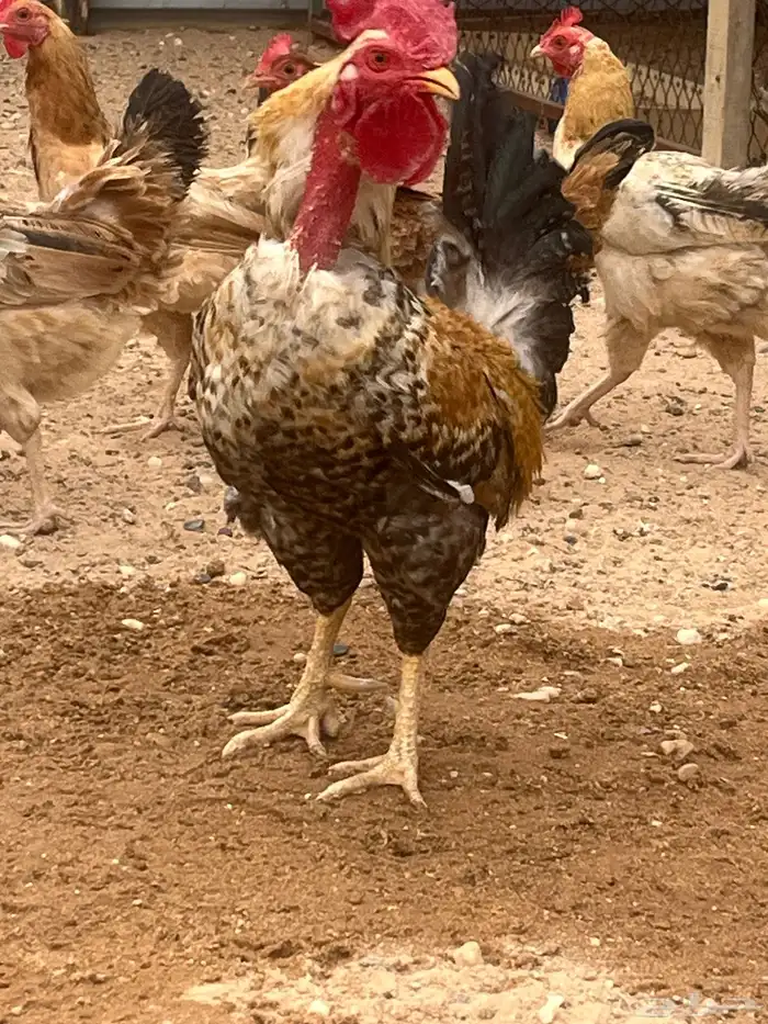 للبيع 1