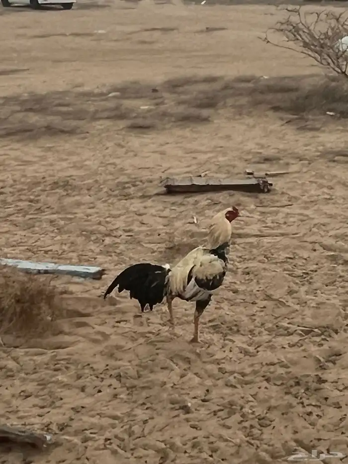 للبيع ديوك باكستاني ومهجن( تم البيع) 8