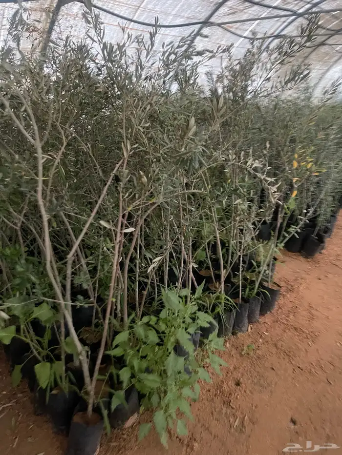 اشجار زيتون ونجيل طبيعي واشجار فواكه وزينه 8