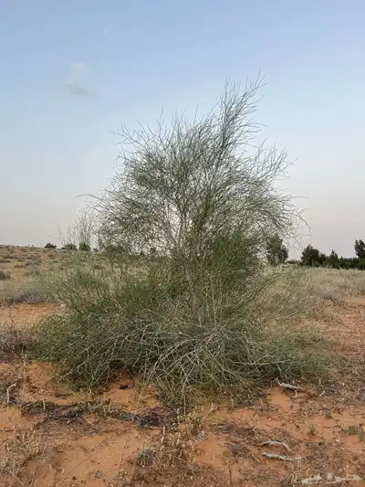 بذور ارطى موسم 1446-2025 2