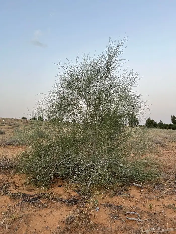بذور ارطى موسم 1446-2025 2