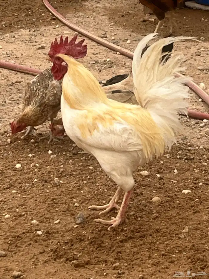للبيع 0