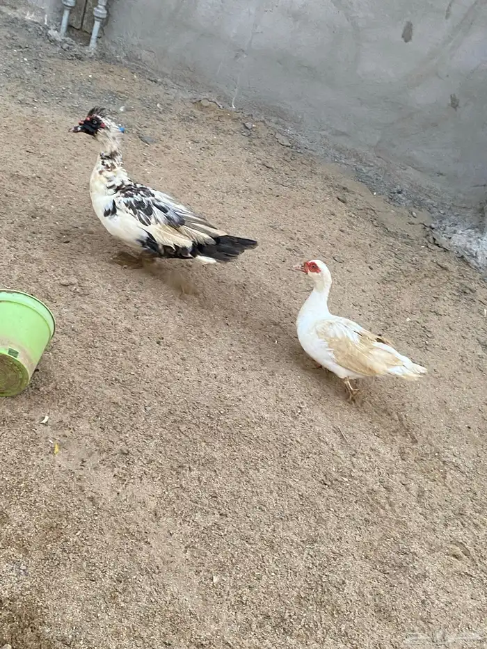 زوج بط للبيع 1