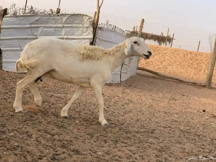 تم البيع 10