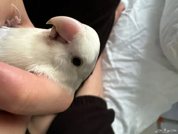 عصفور طير روز اليف مفقود حي السعادة 0