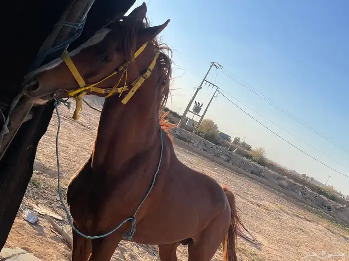 للبيع حصان عربي واهو العمر 10 به كدمه باليد اليمين بس 5