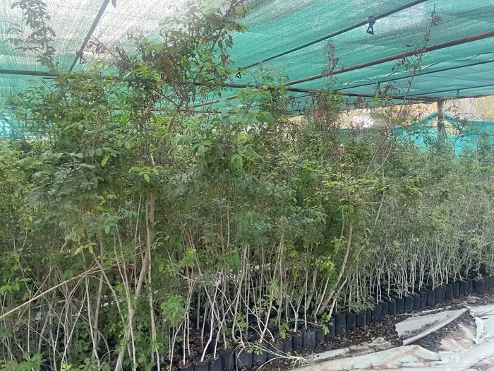 اشجار زيتون ونجيل طبيعي واشجار فواكه وزينه 6