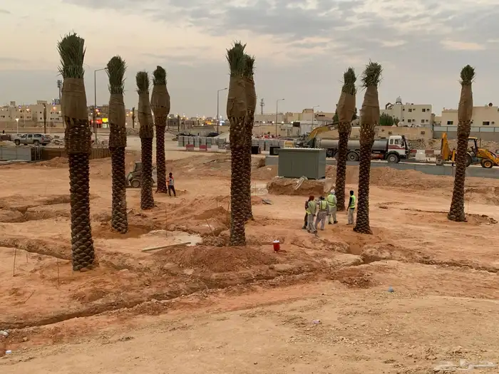 نخل واشنطونيا 4