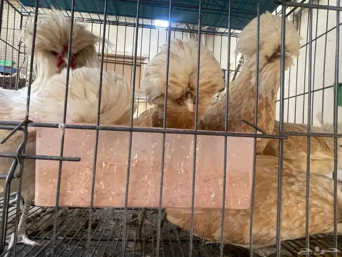 براهما بولش كوشن 0