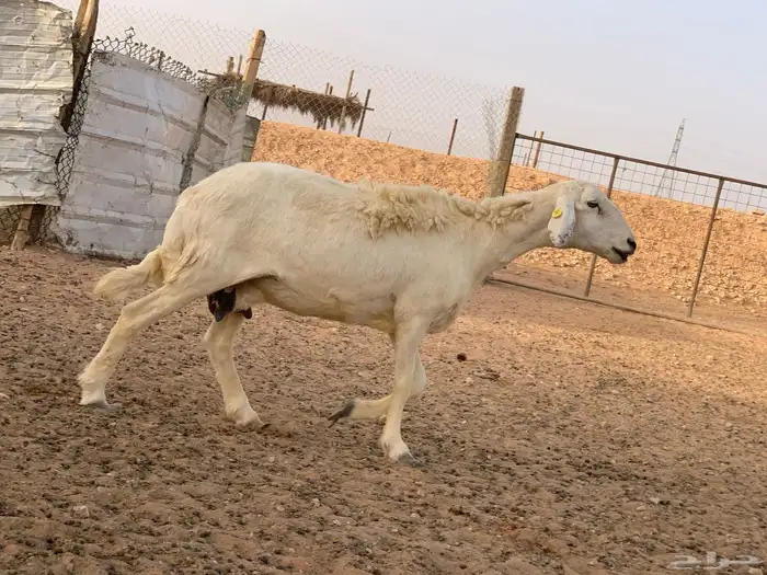 تم البيع 8