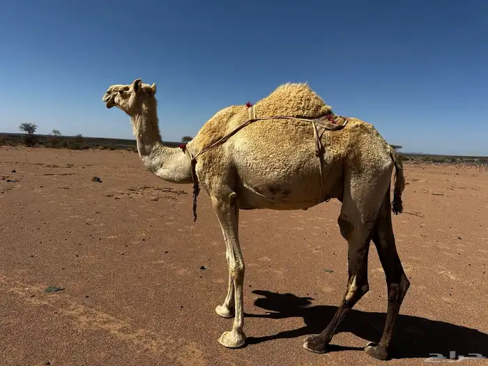 لبيع سودانيه معشر على بعير سوداني 0